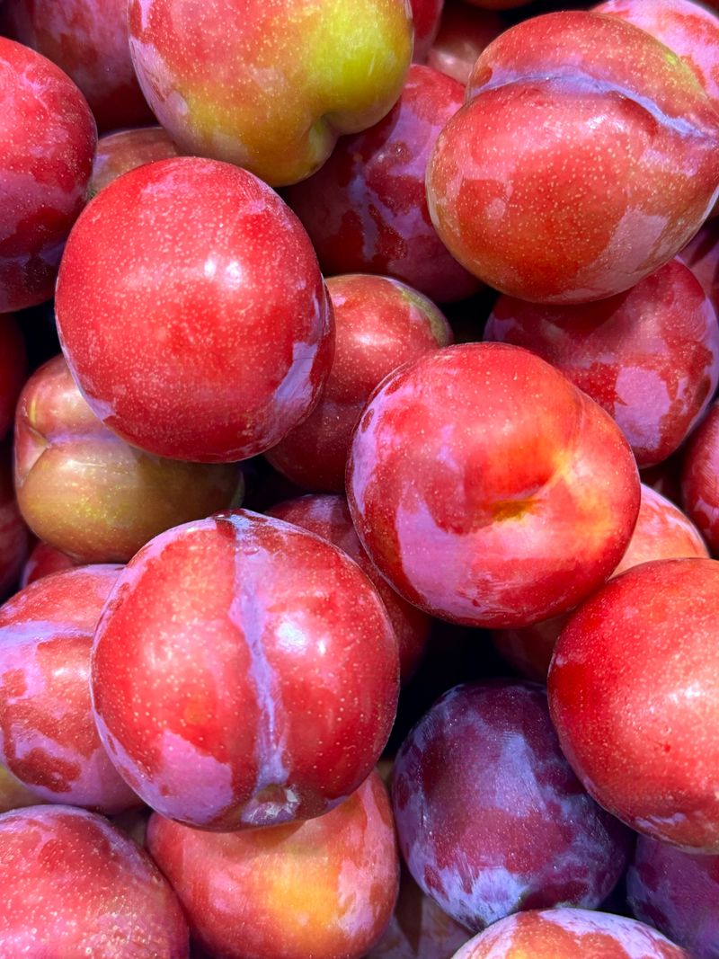 농부손녀님의 장터 판매 상품 [새콤 달콤한 맛 자두 2kg 4kg] 첨부 사진