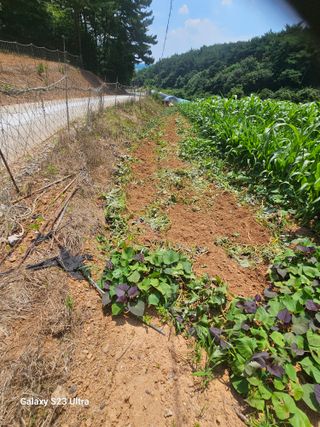고구마18260님의 자유주제 · 자유게시판 작성글 사진