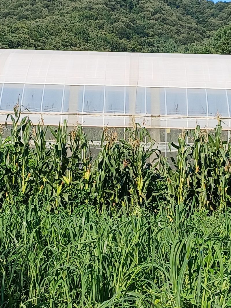 삼성농산님의 장터 판매 상품 [(마감)백 찰옥수수 판매] 첨부 사진