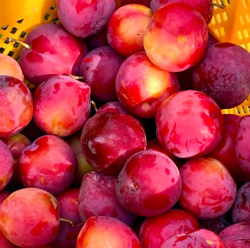 농부손녀님의 장터 판매 상품 [새콤 달콤한 맛 자두 2kg 4kg] 첨부 사진