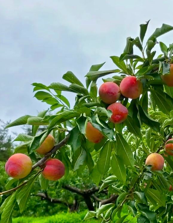 농부손녀님의 장터 판매 상품 [새콤 달콤한 맛 자두 2kg 4kg] 첨부 사진
