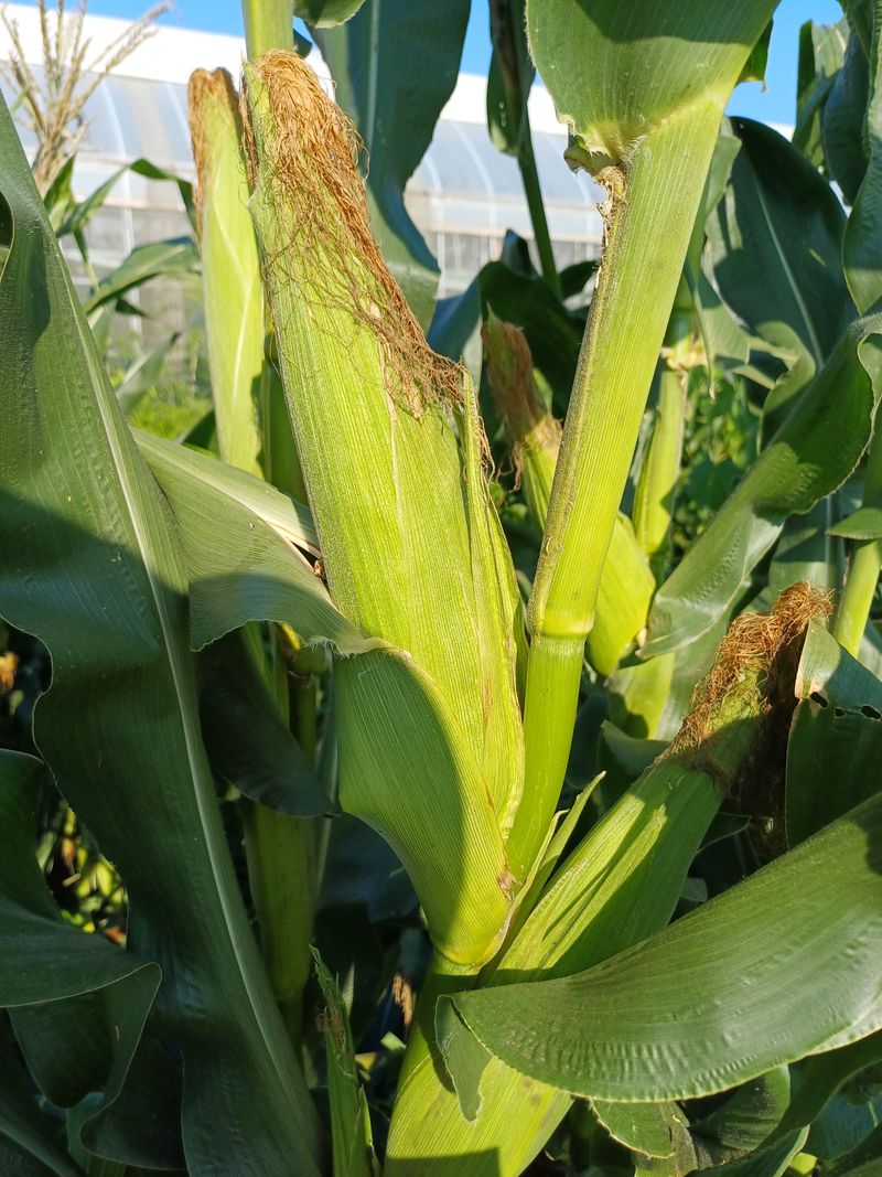 장터 상품 [(마감)백 찰옥수수 판매] 썸네일