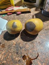 팜모닝 배·생장기 농작업 게시글 이미지