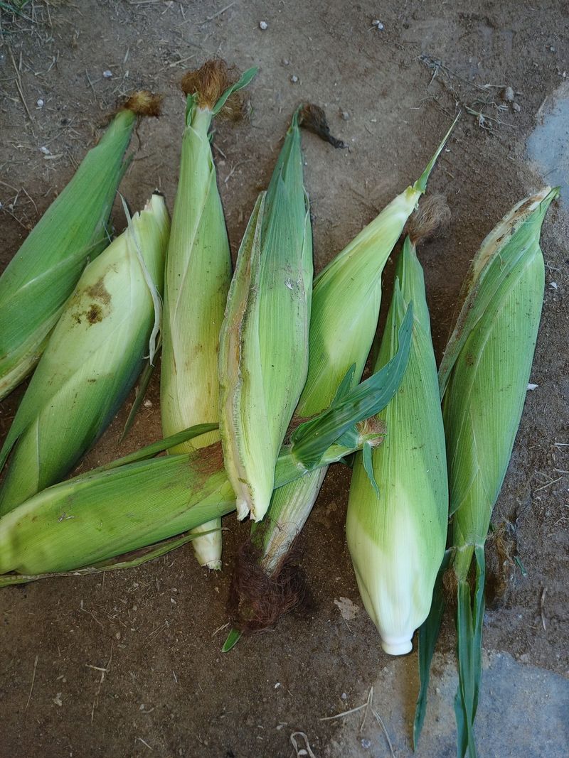 삼성농산님의 장터 판매 상품 [(마감)백 찰옥수수 판매] 첨부 사진