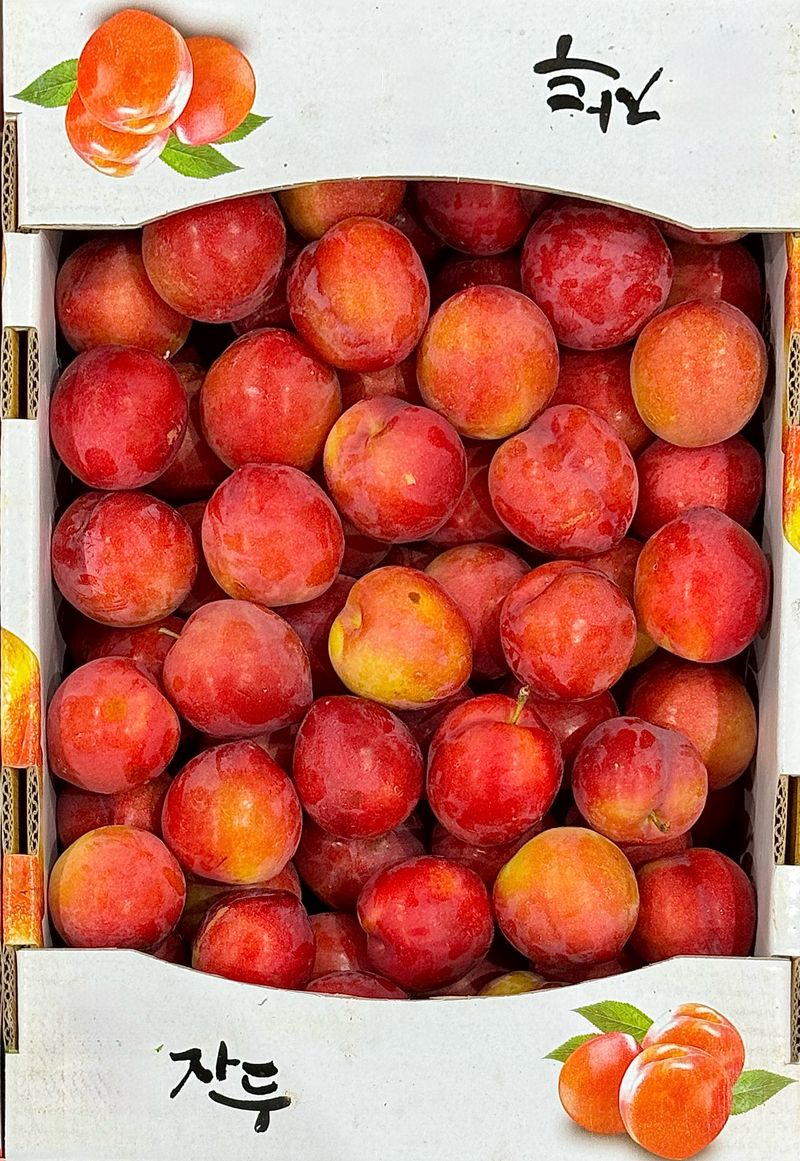 농부손녀님의 장터 판매 상품 [새콤 달콤한 맛 자두 2kg 4kg] 첨부 사진
