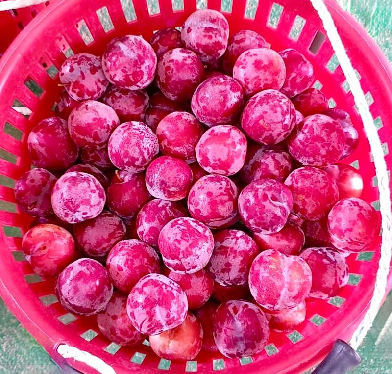 농부손녀님의 장터 판매 상품 [새콤 달콤한 맛 자두 2kg 4kg] 첨부 사진