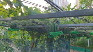 강윤원 보림팜(주)님의 작성글 사진