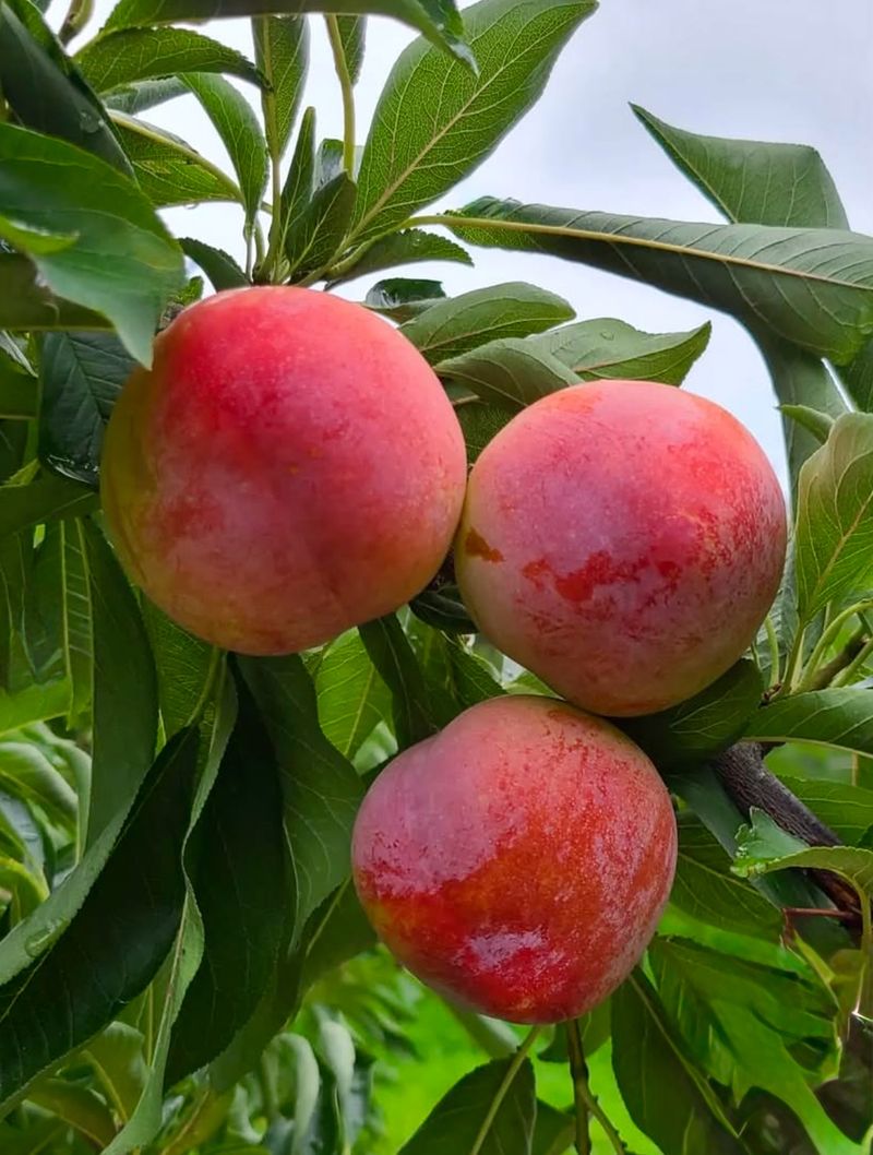 농부손녀님의 장터 판매 상품 [새콤 달콤한 맛 자두 2kg 4kg] 첨부 사진