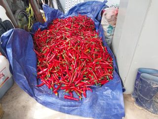 영수농원님의 자유주제 · 자유게시판 작성글 사진