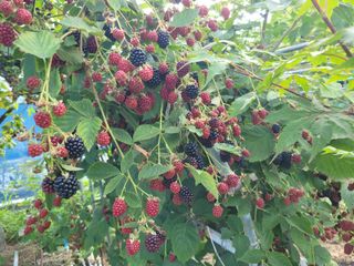 아리랑님의 자유주제 · 자유게시판 작성글 사진