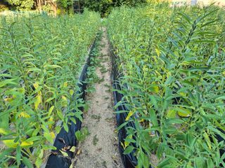 담디농원님의 자유주제 · 사진전 작성글 사진