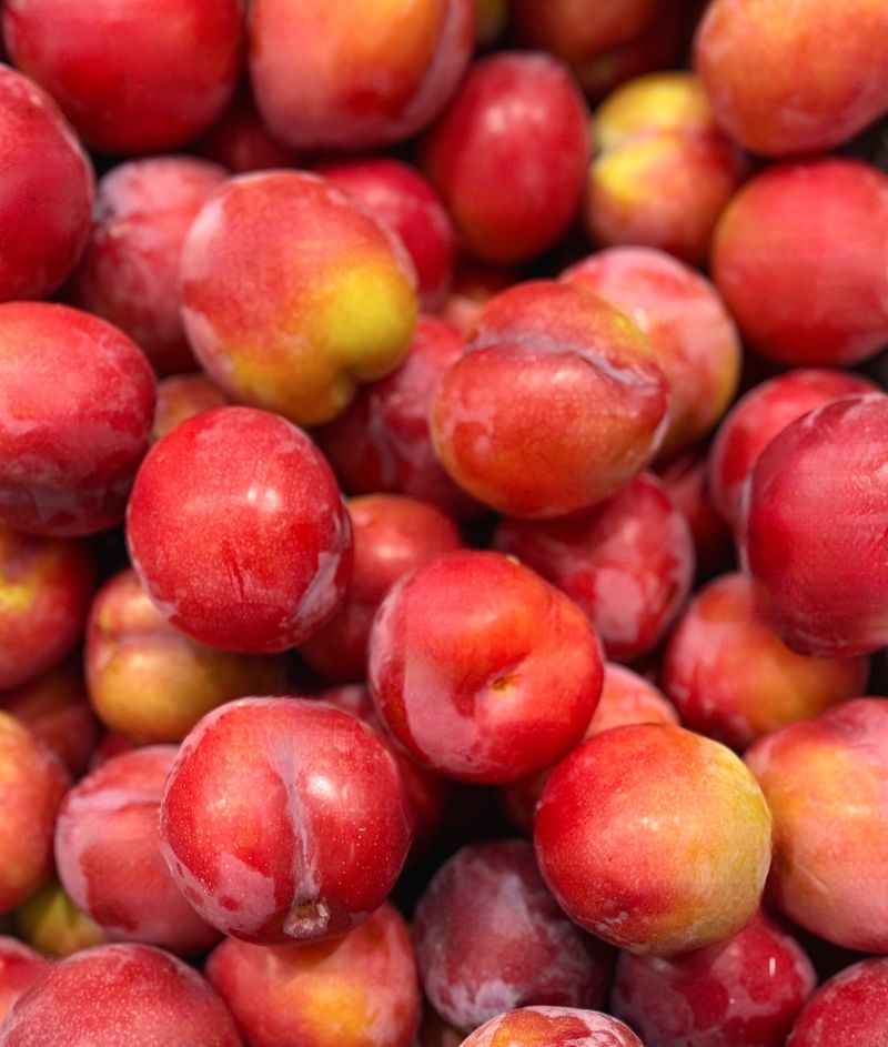 농부손녀님의 장터 판매 상품 [새콤 달콤한 맛 자두 2kg 4kg] 첨부 사진