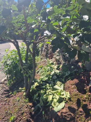 김용대님의 자유주제 · 자유게시판 작성글 사진