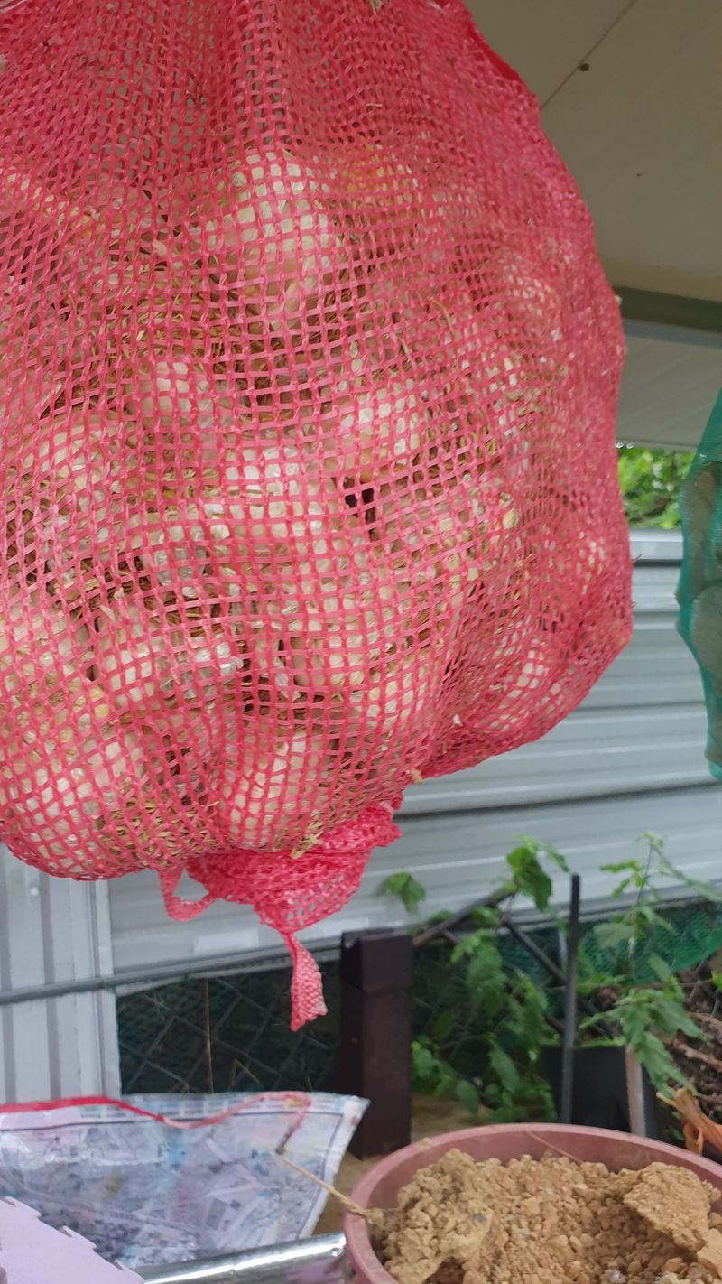 오다가다님의 장터 판매 상품 [코끼리마늘 5.5k] 첨부 사진