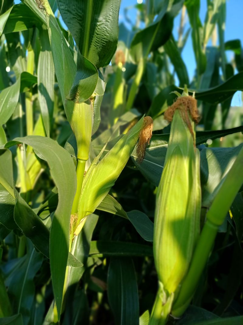 삼성농산님의 장터 판매 상품 [(마감)백 찰옥수수 판매] 첨부 사진