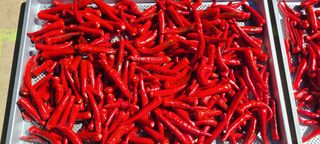 정진해님의 자유주제 · 자유게시판 작성글 사진