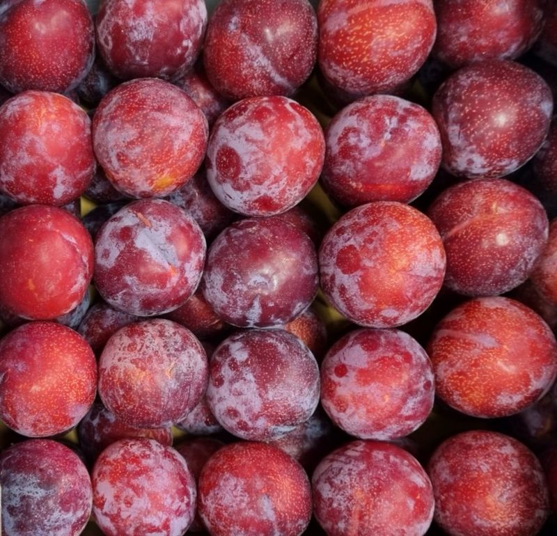 농부손녀님의 장터 판매 상품 [새콤 달콤한 맛 자두 2kg 4kg] 첨부 사진