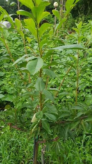 써니님의 농사, 무엇이든 물어보세요! · 참여글 작성글 사진