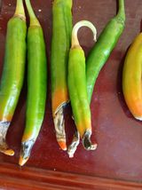 팜모닝 농사, 무엇이든 물어보세요!·참여글 게시글 이미지