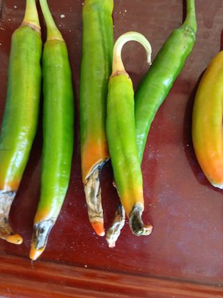 김응구님의 농사, 무엇이든 물어보세요! · 참여글 작성글 사진