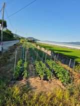 팜모닝 자유주제·자유게시판 게시글 이미지