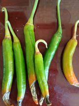 팜모닝 농사, 무엇이든 물어보세요!·참여글 게시글 이미지