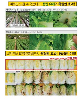 대산농사대장님의 고추 · 비료•농약 작성글 사진