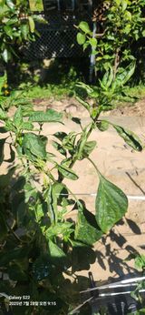 팜모닝 고추·병해충상담 게시글 이미지