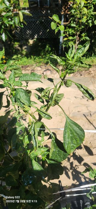붉은바구 님의 고추 · 병해충상담 작성글 사진