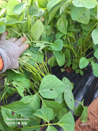 김용환님의 농사, 무엇이든 물어보세요! · 참여글 작성글 사진
