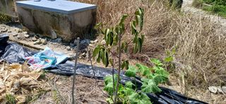 영원한한길님의 농사, 무엇이든 물어보세요! · 참여글 작성글 사진