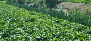 한밭농원님의 자유주제 · 자유게시판 작성글 사진