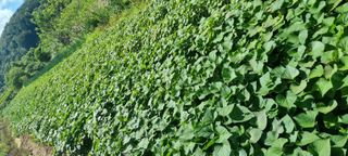 한밭농원님의 자유주제 · 자유게시판 작성글 사진