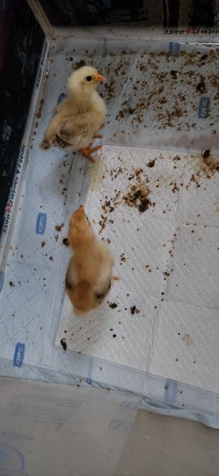 배순녀님의 자유주제 · 자유게시판 작성글 사진