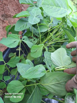 김용환님의 농사, 무엇이든 물어보세요! · 참여글 작성글 사진