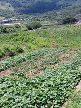 팜모닝 자유주제·자유게시판 게시글 이미지