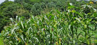 임 촌장.님의 자유주제 · 자유게시판 작성글 사진