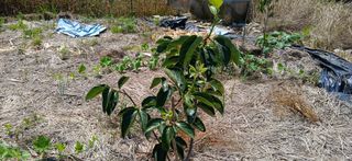 영원한한길님의 농사, 무엇이든 물어보세요! · 참여글 작성글 사진