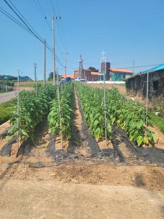 이상숙님의 자유주제 · 자유게시판 작성글 사진
