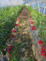 팜모닝 자유주제·자유게시판 게시글 이미지