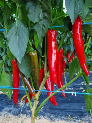 아침농원님의 고추 · 일상 작성글 사진