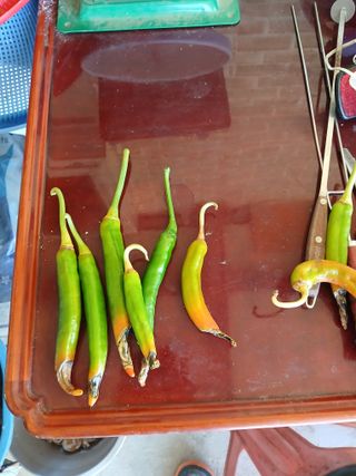 김응구님의 농사, 무엇이든 물어보세요! · 참여글 작성글 사진