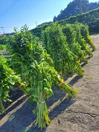 좋은인연원님의 자유주제 · 자유게시판 작성글 사진
