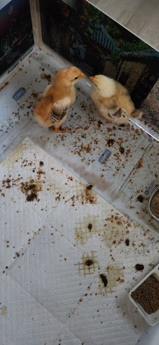 배순녀님의 자유주제 · 자유게시판 작성글 사진