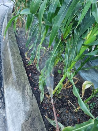 김용대님의 자유주제 · 자유게시판 작성글 사진