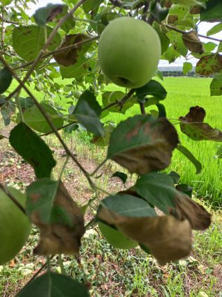 초록농원님의 농사, 무엇이든 물어보세요! · 참여글 작성글 사진