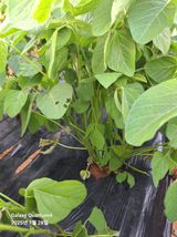 팜모닝 농사, 무엇이든 물어보세요!·참여글 게시글 이미지