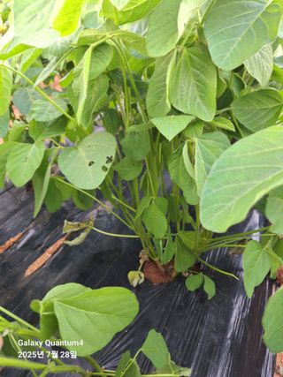 김용환님의 농사, 무엇이든 물어보세요! · 참여글 작성글 사진