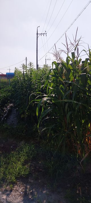 주말 텃밭 농부님의 자유주제 · 자유게시판 작성글 사진