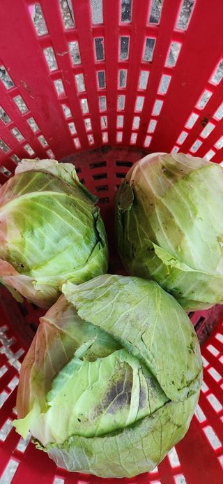 배순녀님의 자유주제 · 자유게시판 작성글 사진